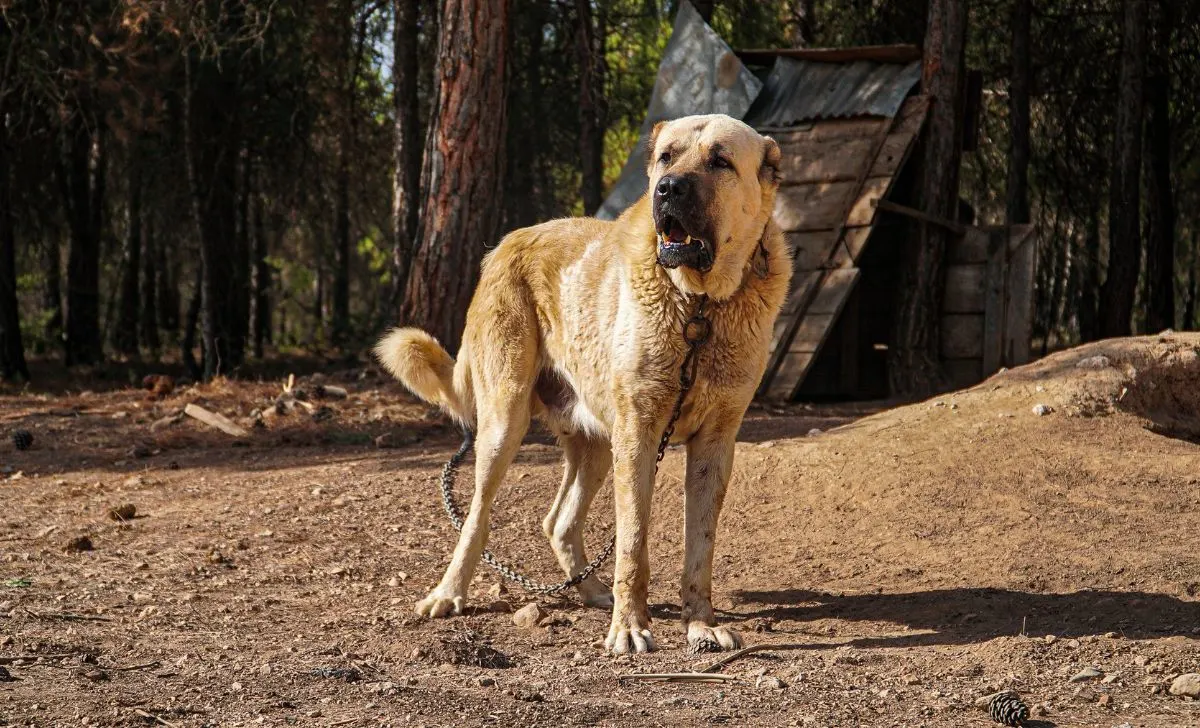 Kangal on dirt