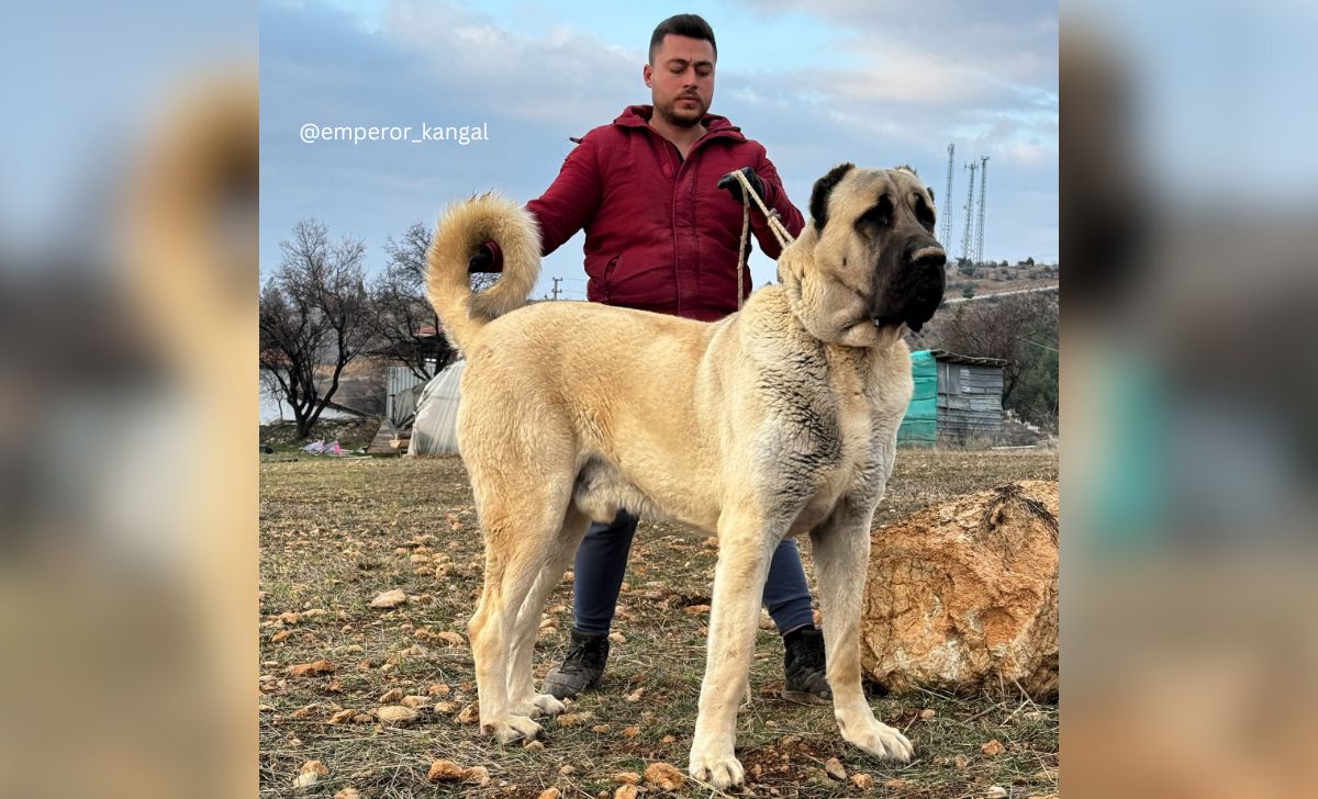 Anatolian Shepherd Vs Kangal: Are They Really Different?