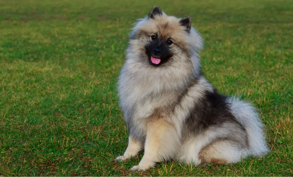 Keeshond