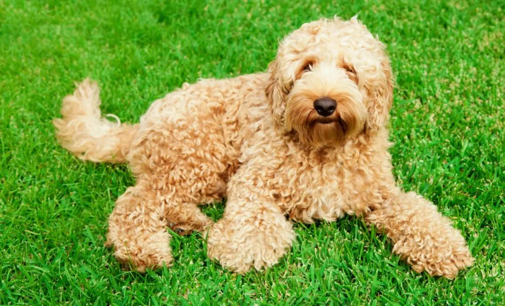 Labradoodle