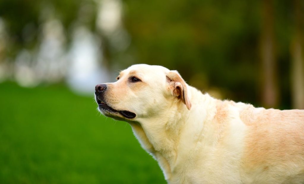 Labrador-adult