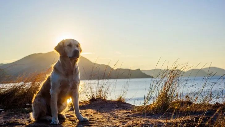 9 Best Labrador Breeders UK Has In Offer For You