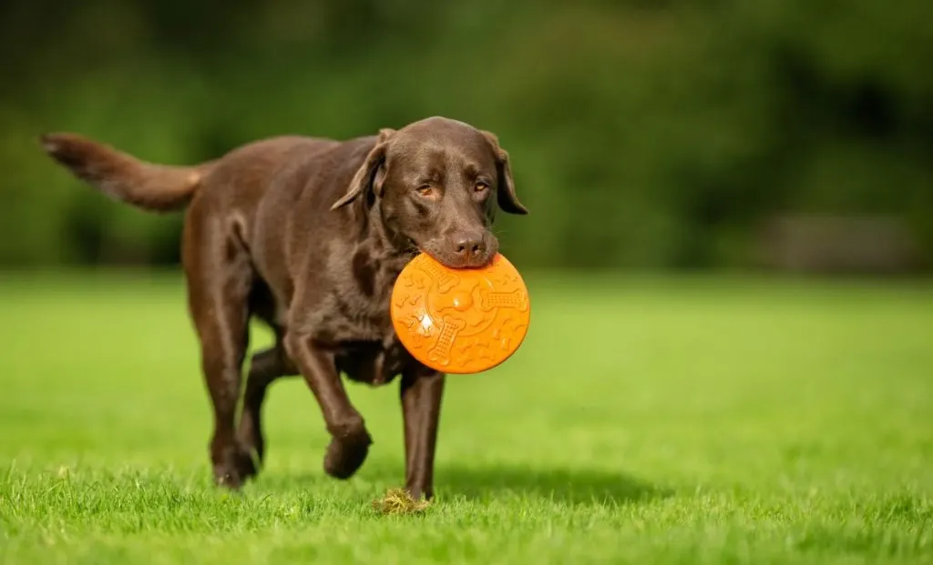 Labrador big