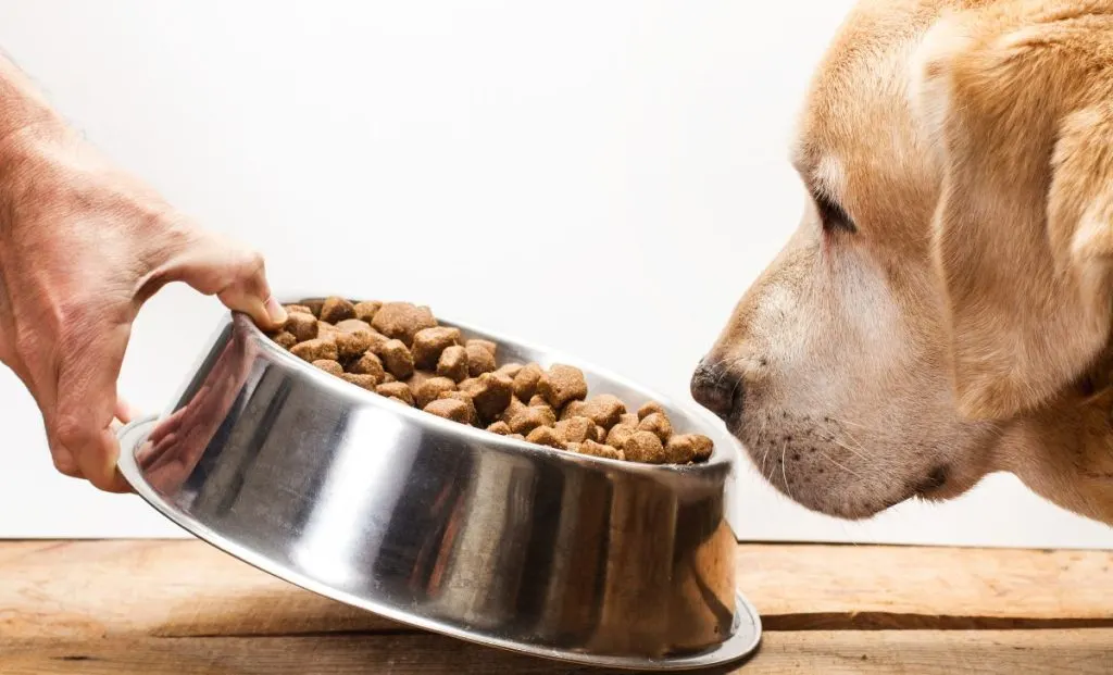 Labrador Feeding Chart And Proper Nutrition Guide