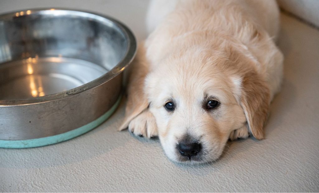 Labrador food puppy