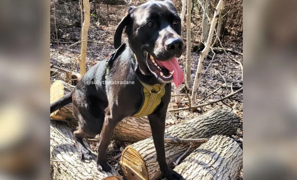 labrador great dane