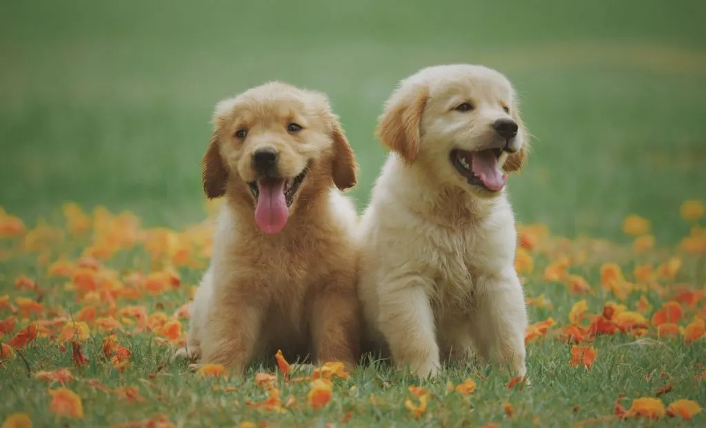 Labrador puppy