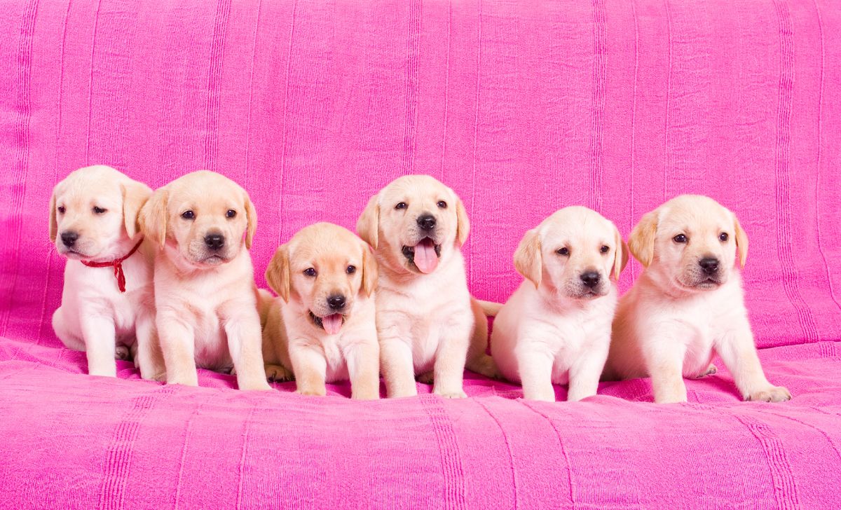 Labrador Retriever Growth Chart And 5 Factors That Affect It