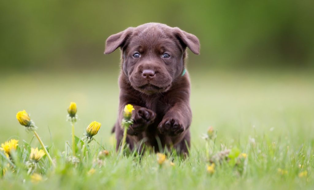 Labrador puppy