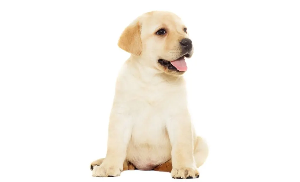 Labrador puppy white background