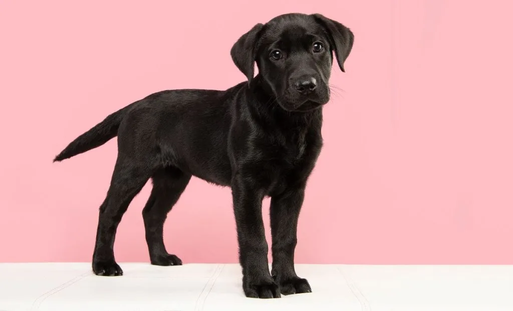 Black puppy labrador