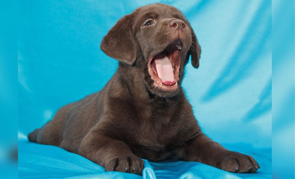 Labrador puppy blue background