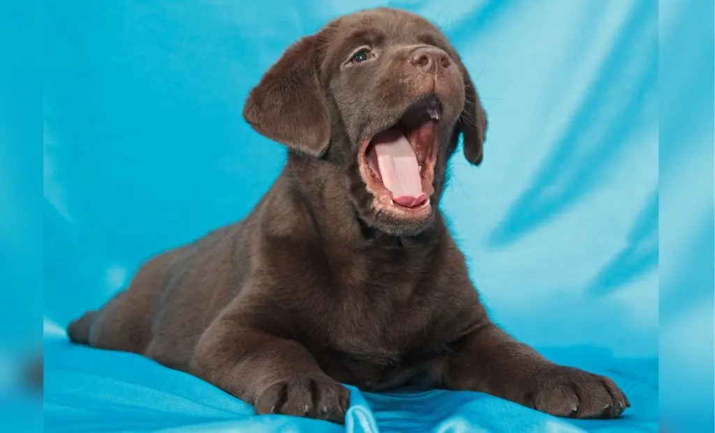 Labrador puppy blue background
