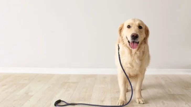 Labrador Feeding Chart And Proper Nutrition Guide