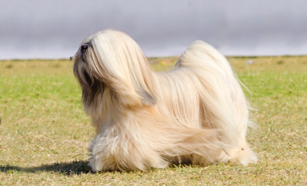  Lhasa Apso  