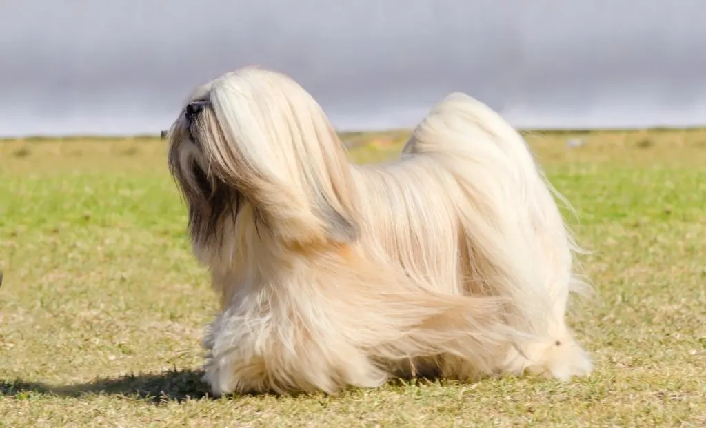  Lhasa Apso  