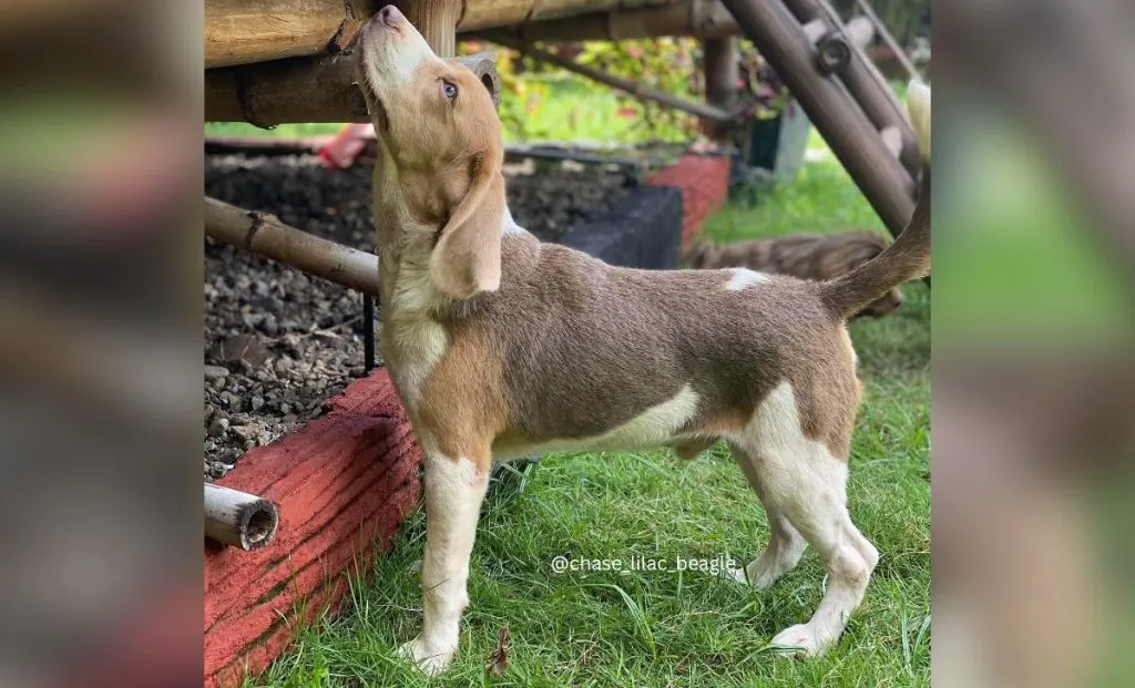 Lilac beagle color