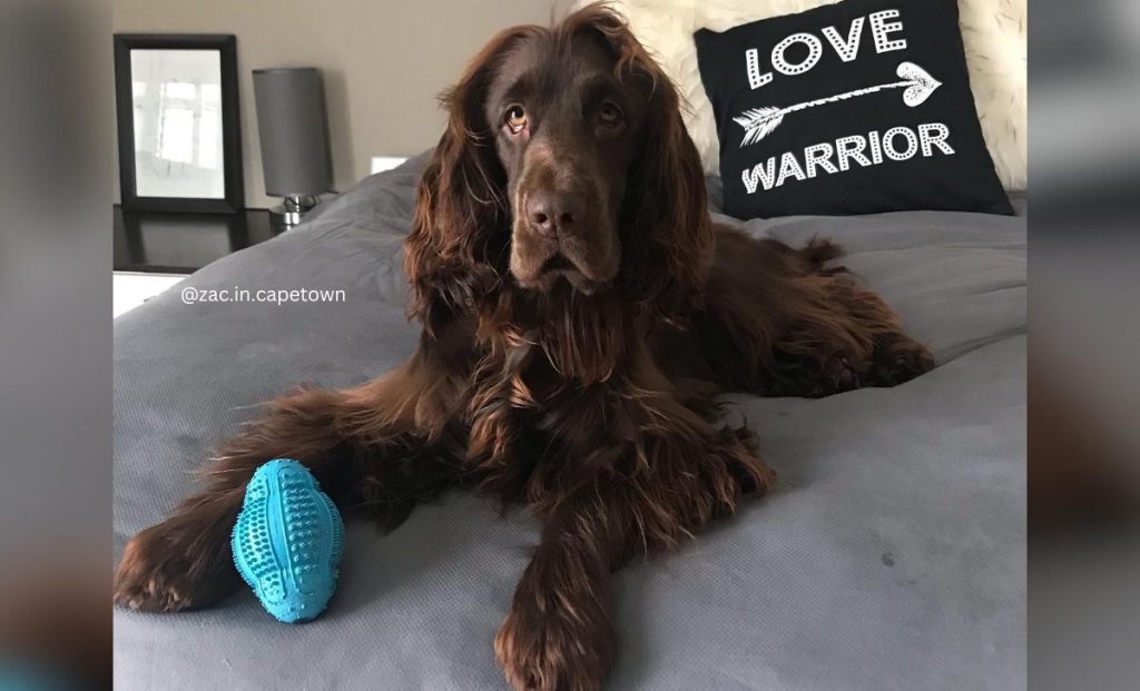 liver cocker spaniel color