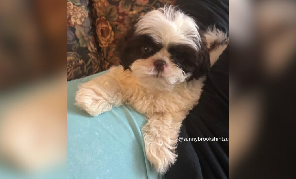 liver and white shih tzu