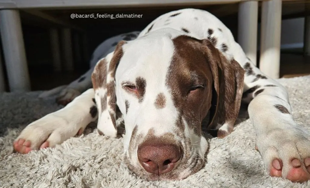 Liver Dalmatian color