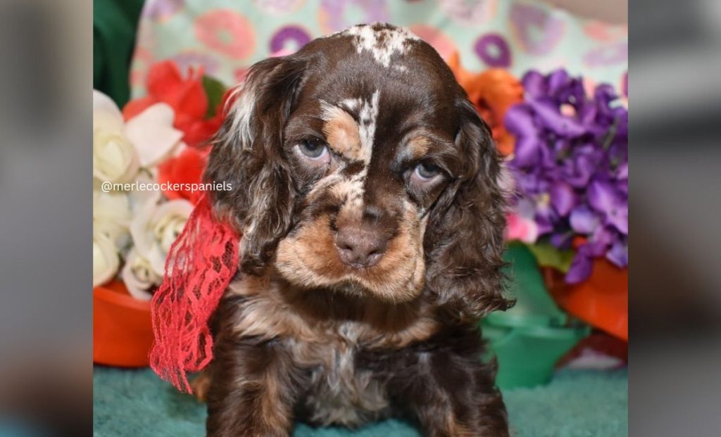 merle cocker spaniel color