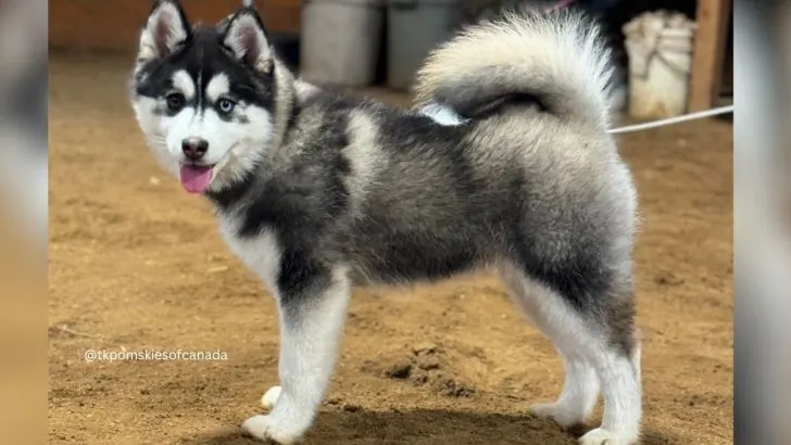 Miniature Husky: All The Important Info About This Unique Dog