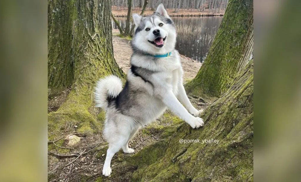 Miniature Husky - Pomsky