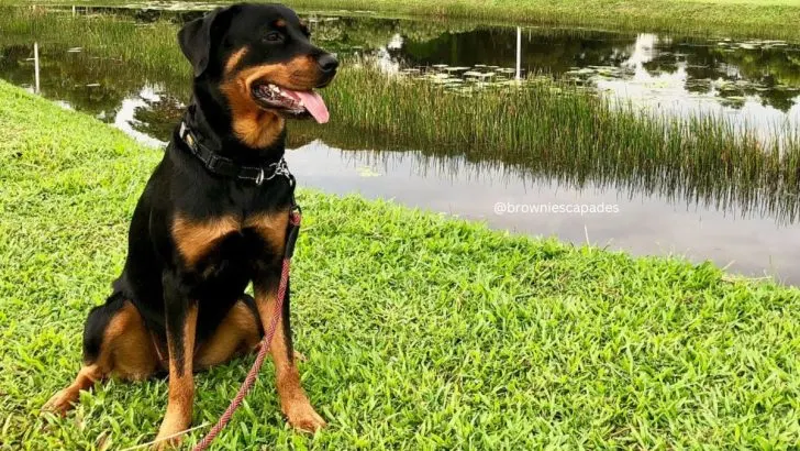 The Truth About Miniature Rottweilers: Are They Real?