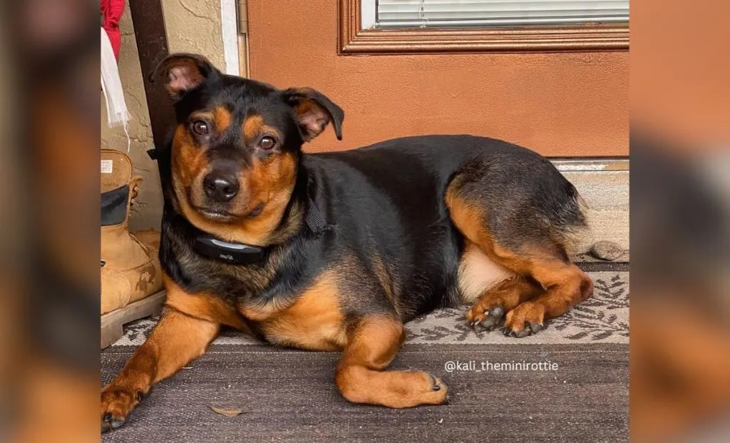 Miniature Rottweiler - female