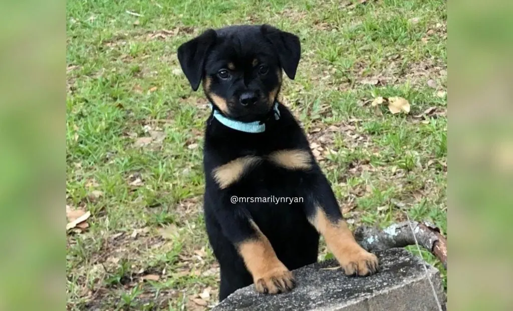 Miniature Rottweiler - puppy