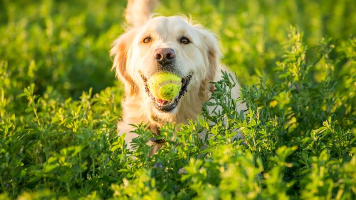 5 Simple Explanations Why Do Dogs Love Tennis Balls 