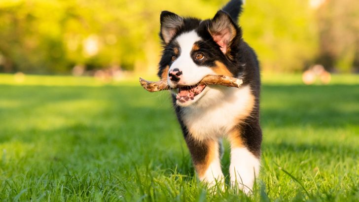 5 High-Quality Australian Shepherd Breeders In California 