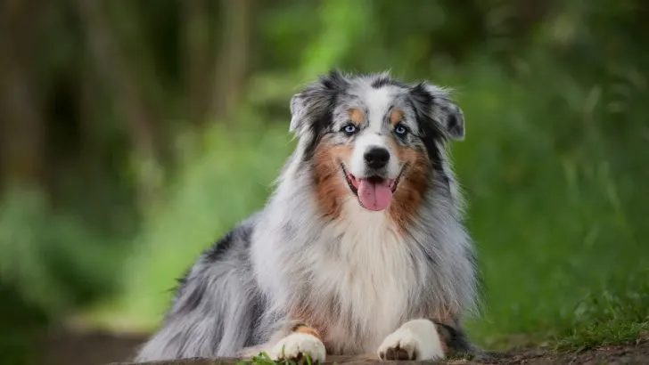 7 Best Australian Shepherd Breeders Ohio Has That You Must Know