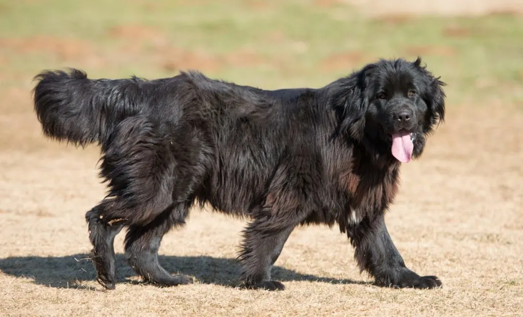 Newfoundland Dog