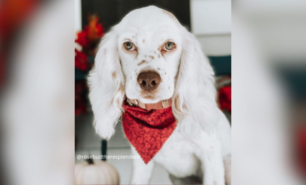 Open marked cocker spaniel color