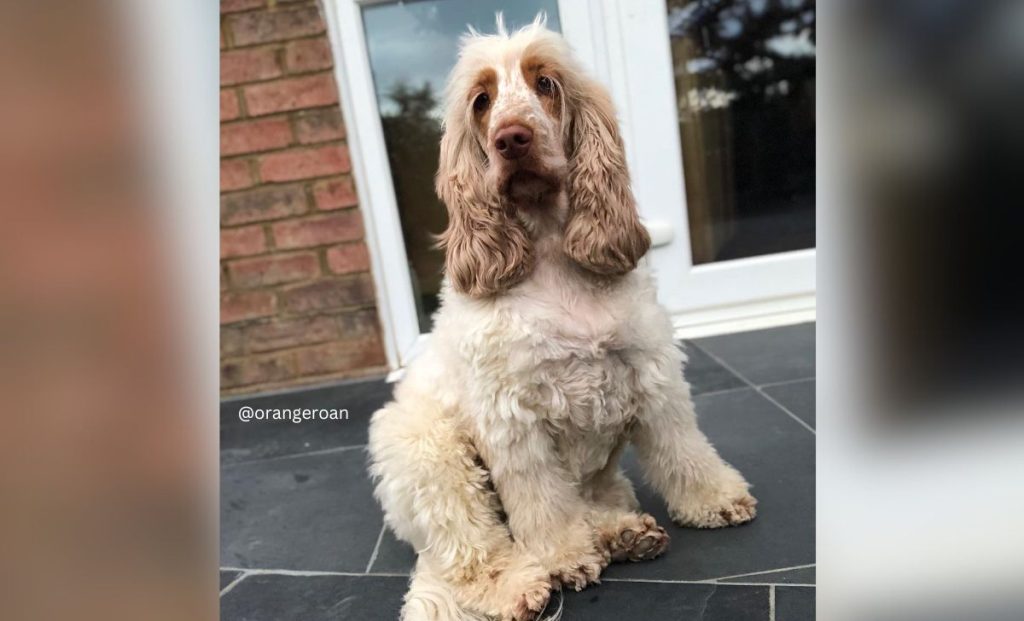 Orange roan cocker spaniel color