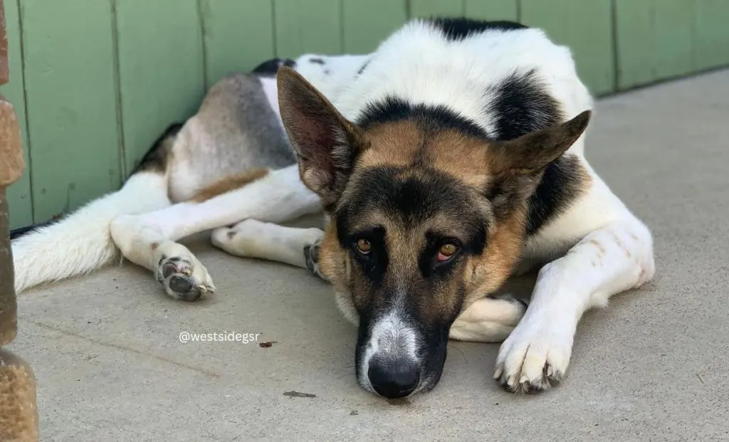 Panda German Shepherd color