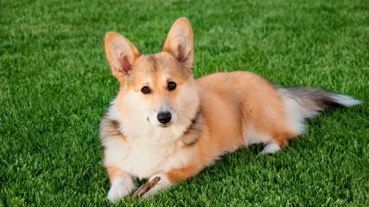 All 12 Pembroke Welsh Corgi Colors And Everything About Them