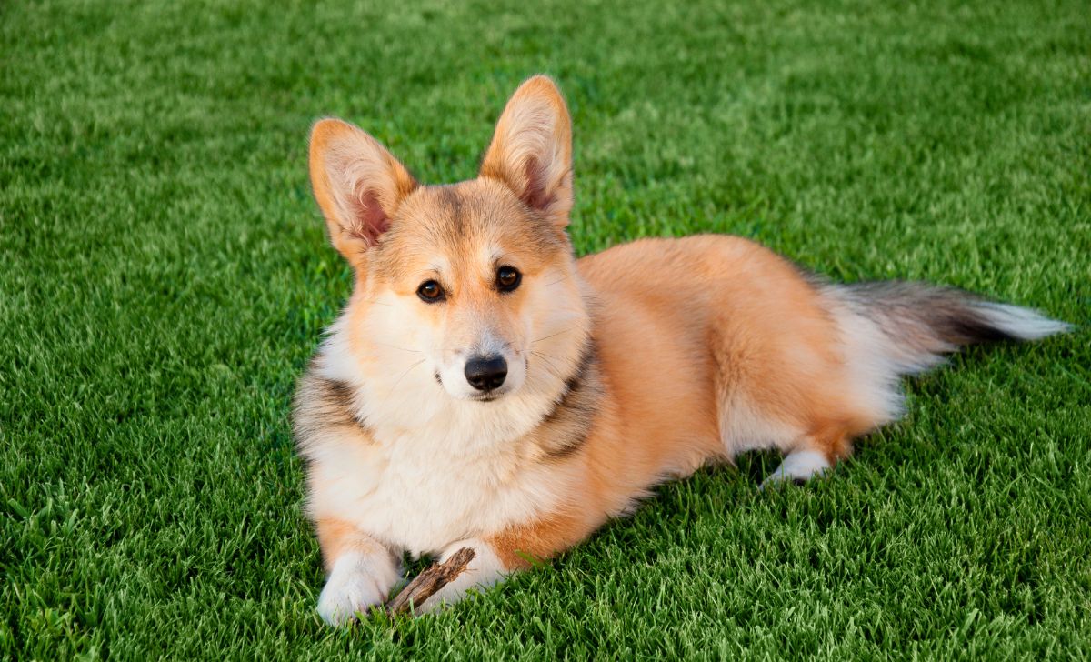 Pembroke Welsh Corgi