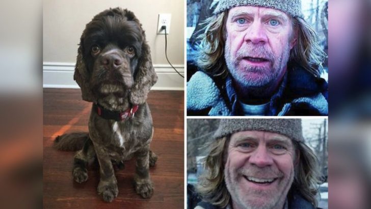 17 Dogs That Look Like Humans (With Photos)