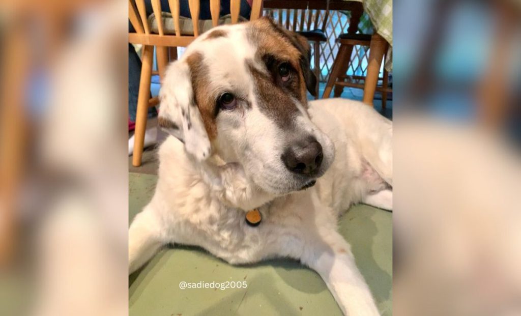 Pinto anatolian shepherd