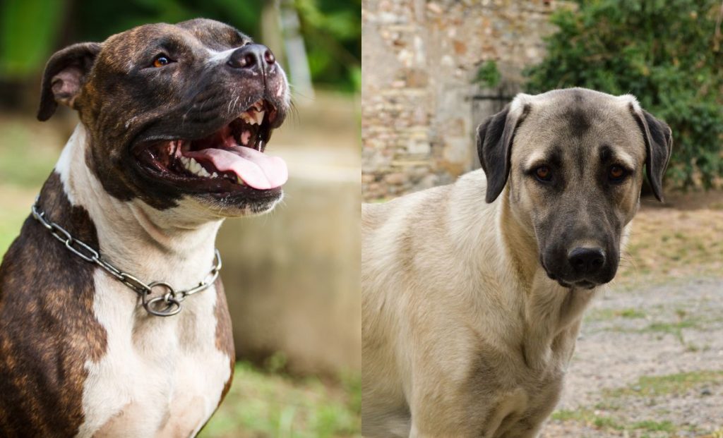 Anatolian Shepherd Pitbull Mix - Pit Shepherd 