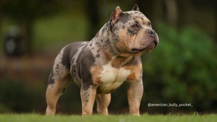 Merle bully dog hotsell