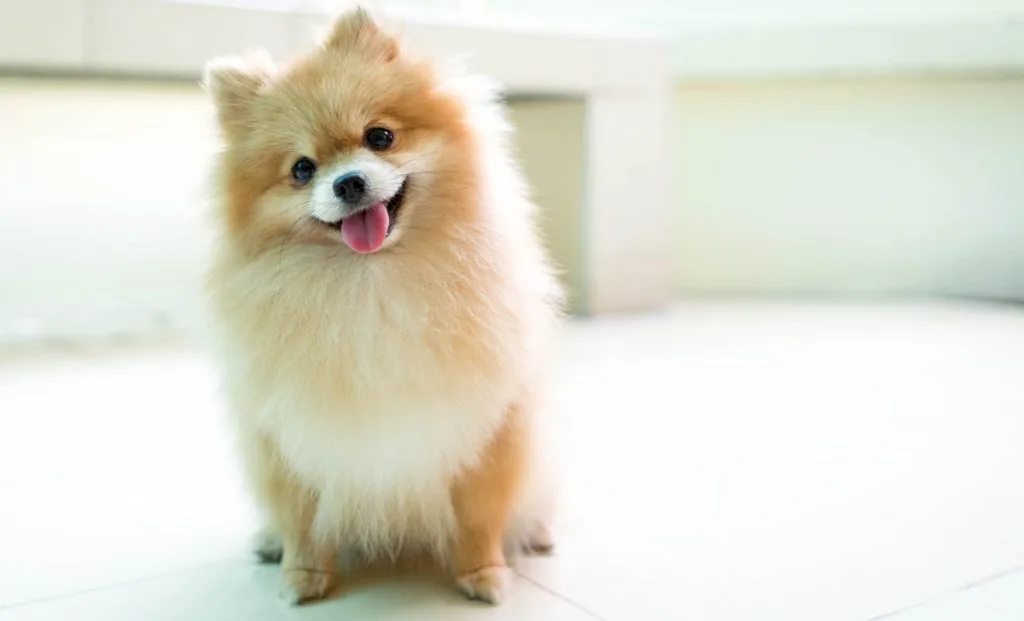 Pomeranian