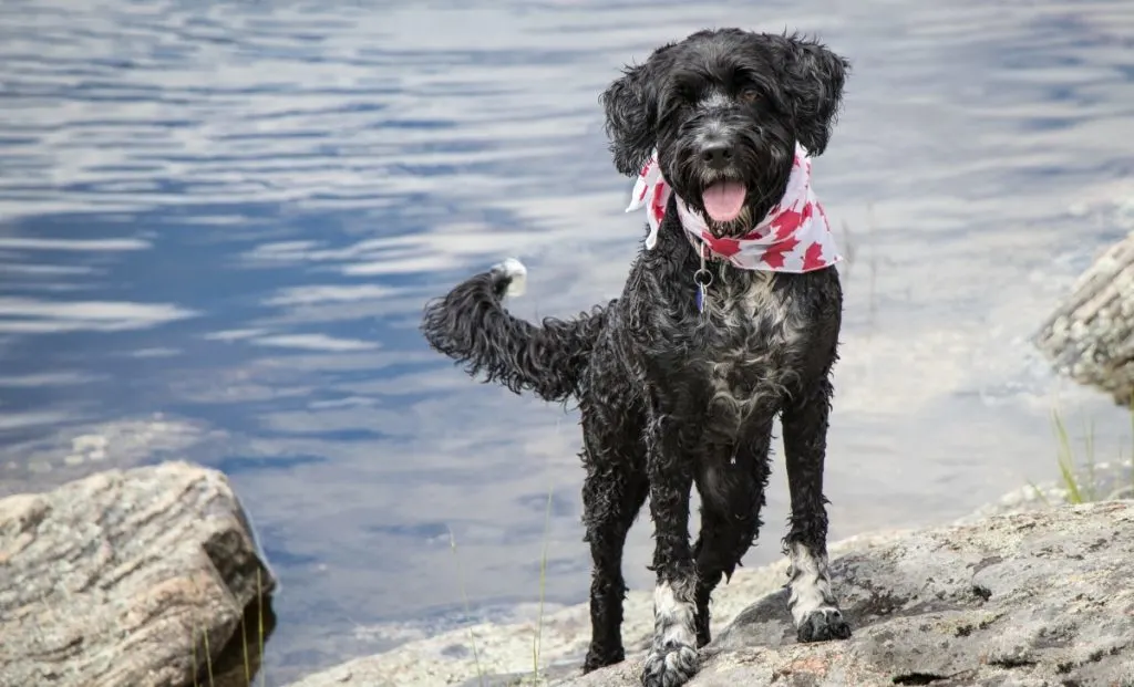 Portuguese Water Dog