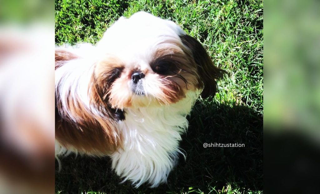 red and white shih tzu