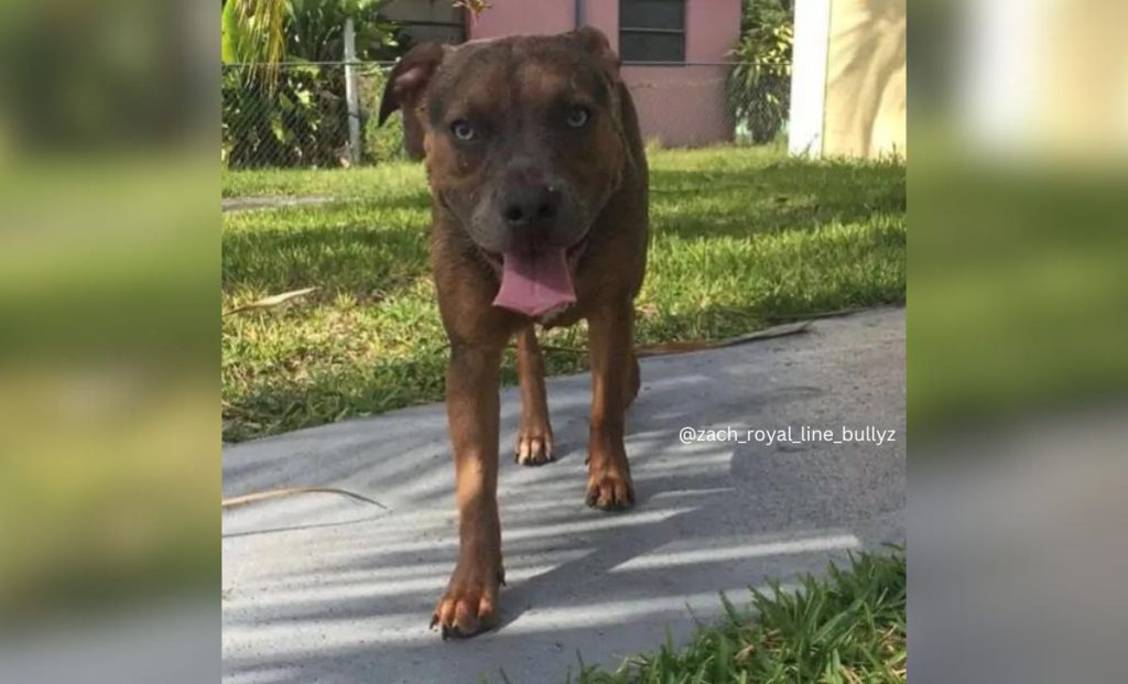 Red Sable Pitbull