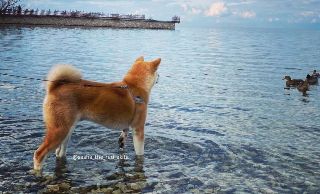 Red akita inu color