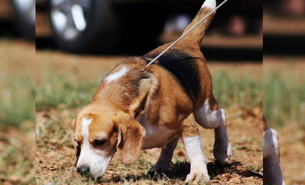 Red, black and white beagle color