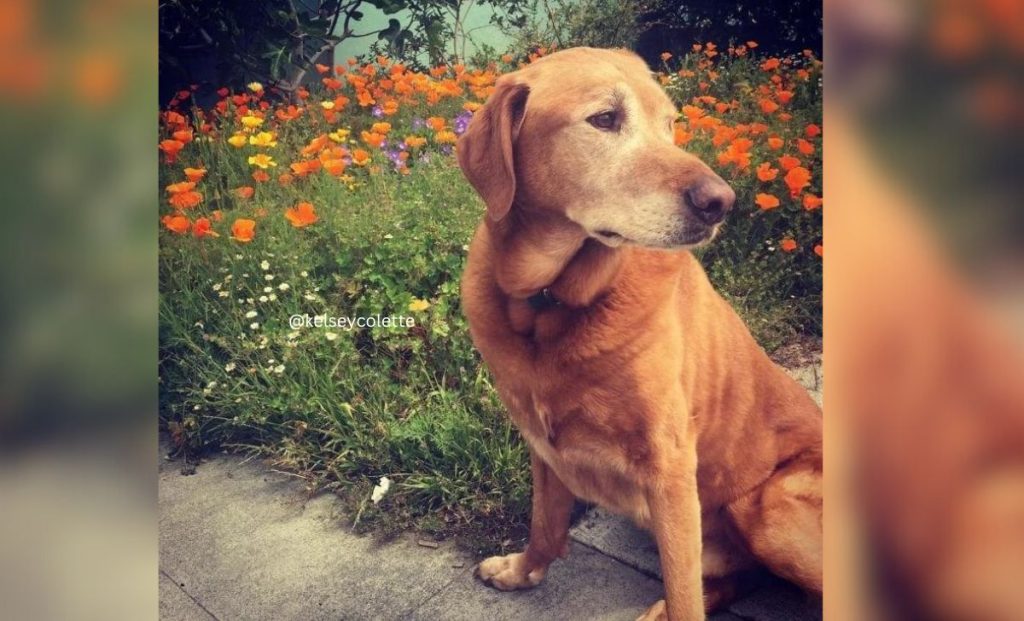 Golden Ridgeback